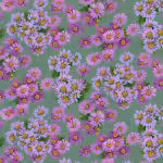 GOLDEN HARVEST- Asters Purple